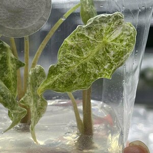 Puede incluir: Primer plano de una planta de Alocasia variegada. Las hojas, en forma de corazón, son de un verde vibrante con vetas blancas. La planta está en un recipiente de plástico transparente con agua, mostrando los tallos y raíces. La imagen está bien iluminada.