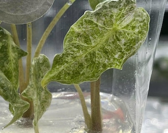 斑入りアロカシア ブラックサトゥーン スターダスト - 希少な組織培養