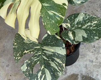 斑入りモンステラ ホワイトスノー | 6インチ鉢植え - Etsy 日本
