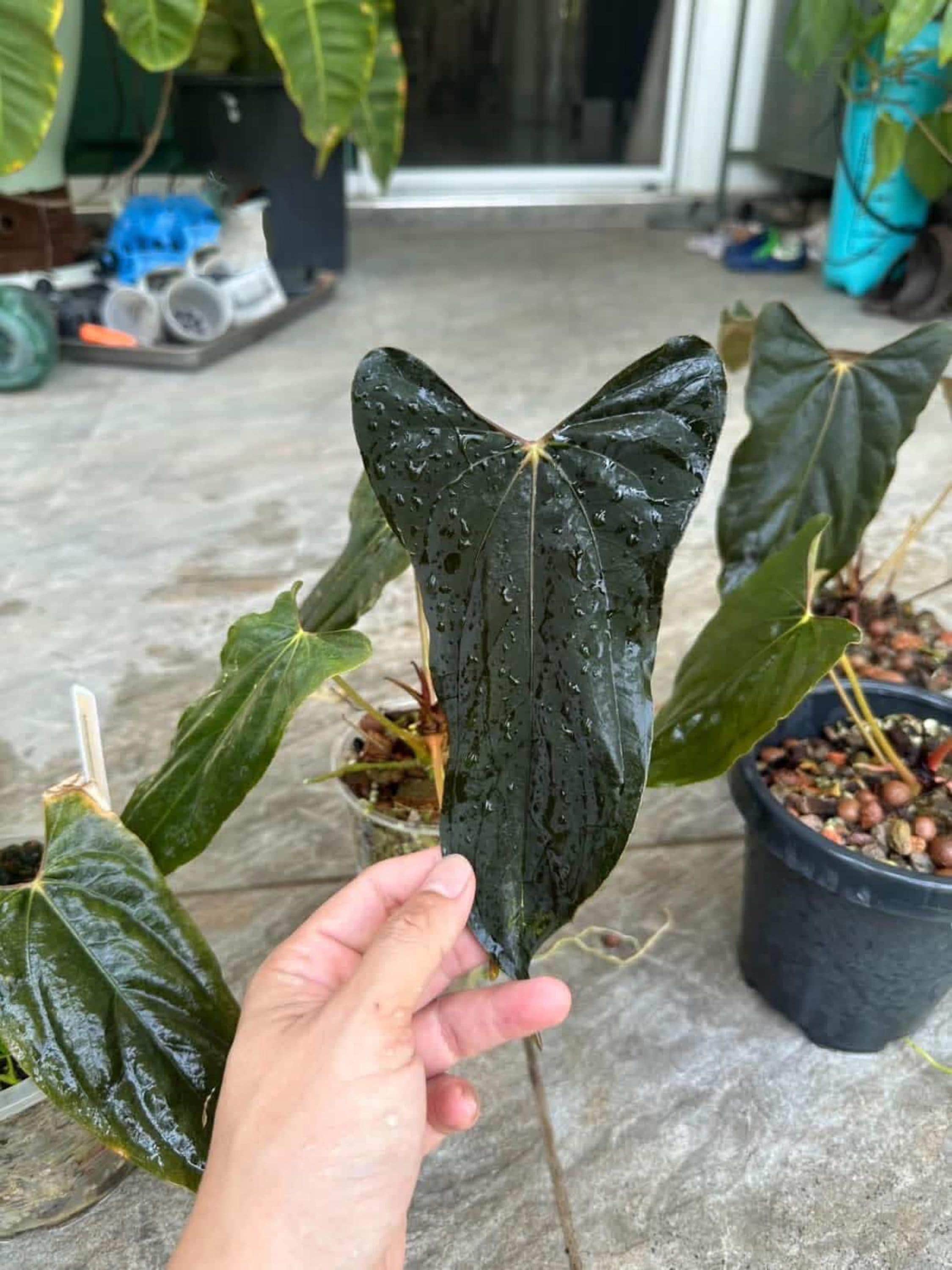 Anthurium wendlingeri - Etsy 日本