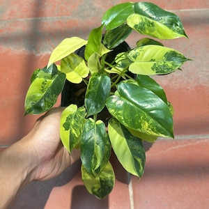 Philodendron burle marx variegated 5&quot; pot - selected well variegated