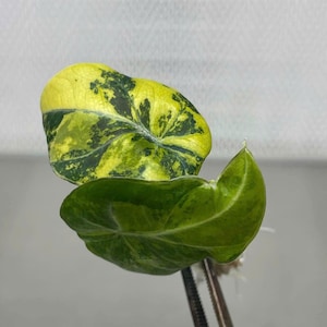 Alocasia variegada dorada 'Black Velvet' – Planta rara cultivada mediante cultivo de tejidos