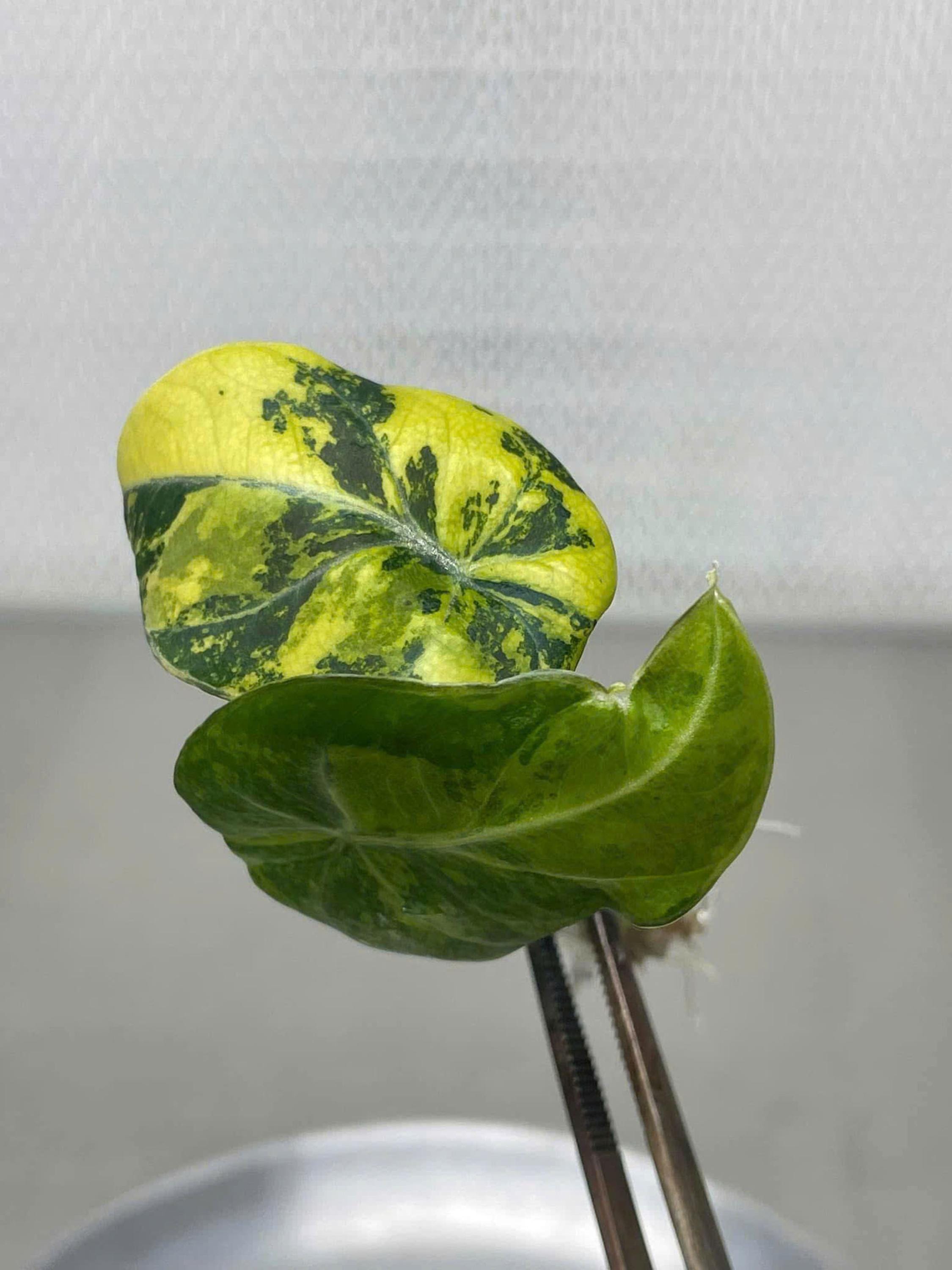 Alocasia Watsoniana Pink Variegated - Etsy