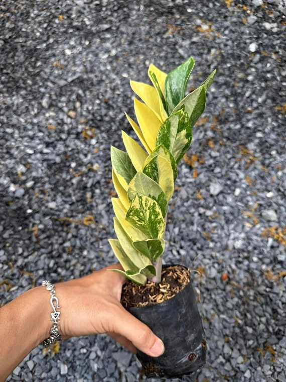 zz plant variegated ZZ Plant Variegated 6” Exact Plant main image 1