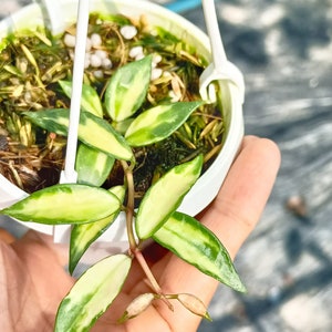 Hoya lacunosa