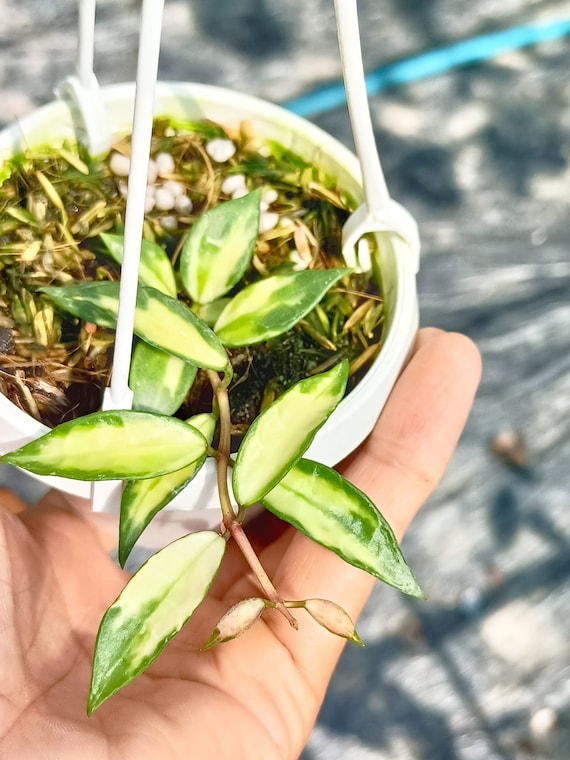 Hoya Lacunosa Variegated - Etsy