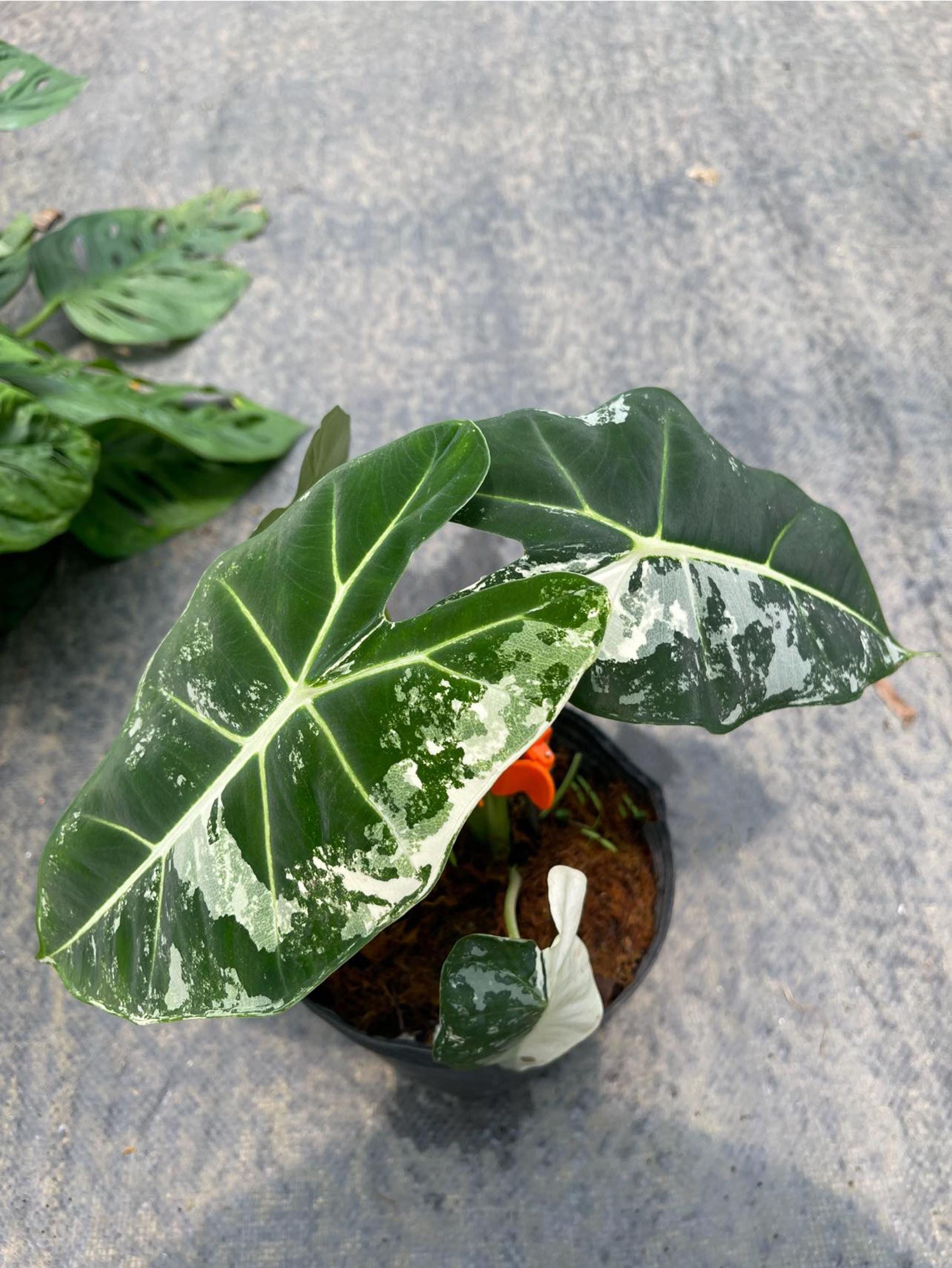 アロカシア フリーデック 斑入り 4インチポット 斑入り植物 - 栽培者の