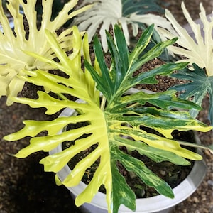 Philodendron bipinnatifidum variegated Tissue Culture - Selloum Variegated High variegation Grower&#39;s choice (1 Plant/Glass Bottle, Bag)