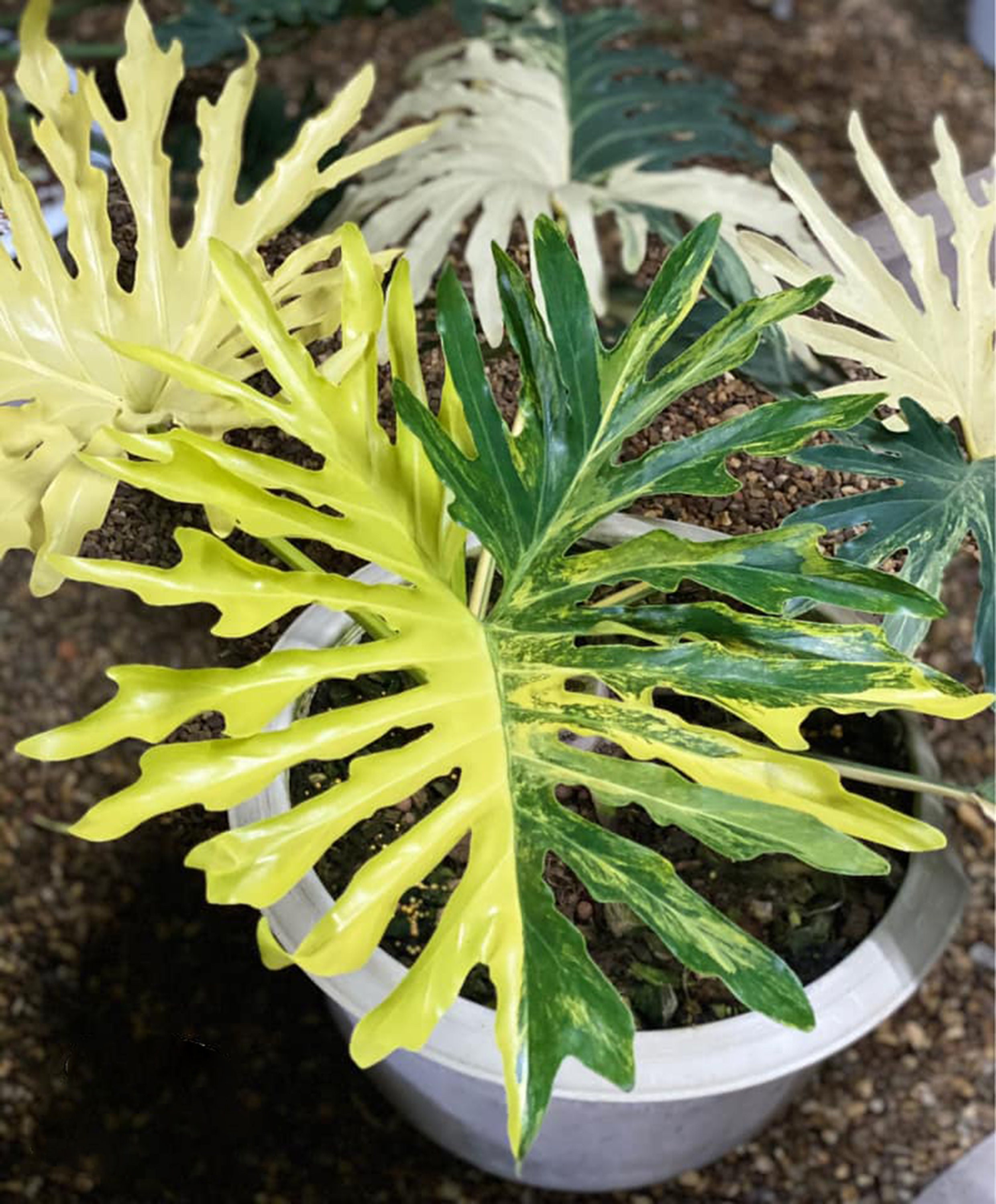 Philodendron bipennifolium variegated - Etsy 日本