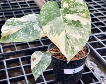 Creme Brulee Monstera Thai Constellation Variegated 4