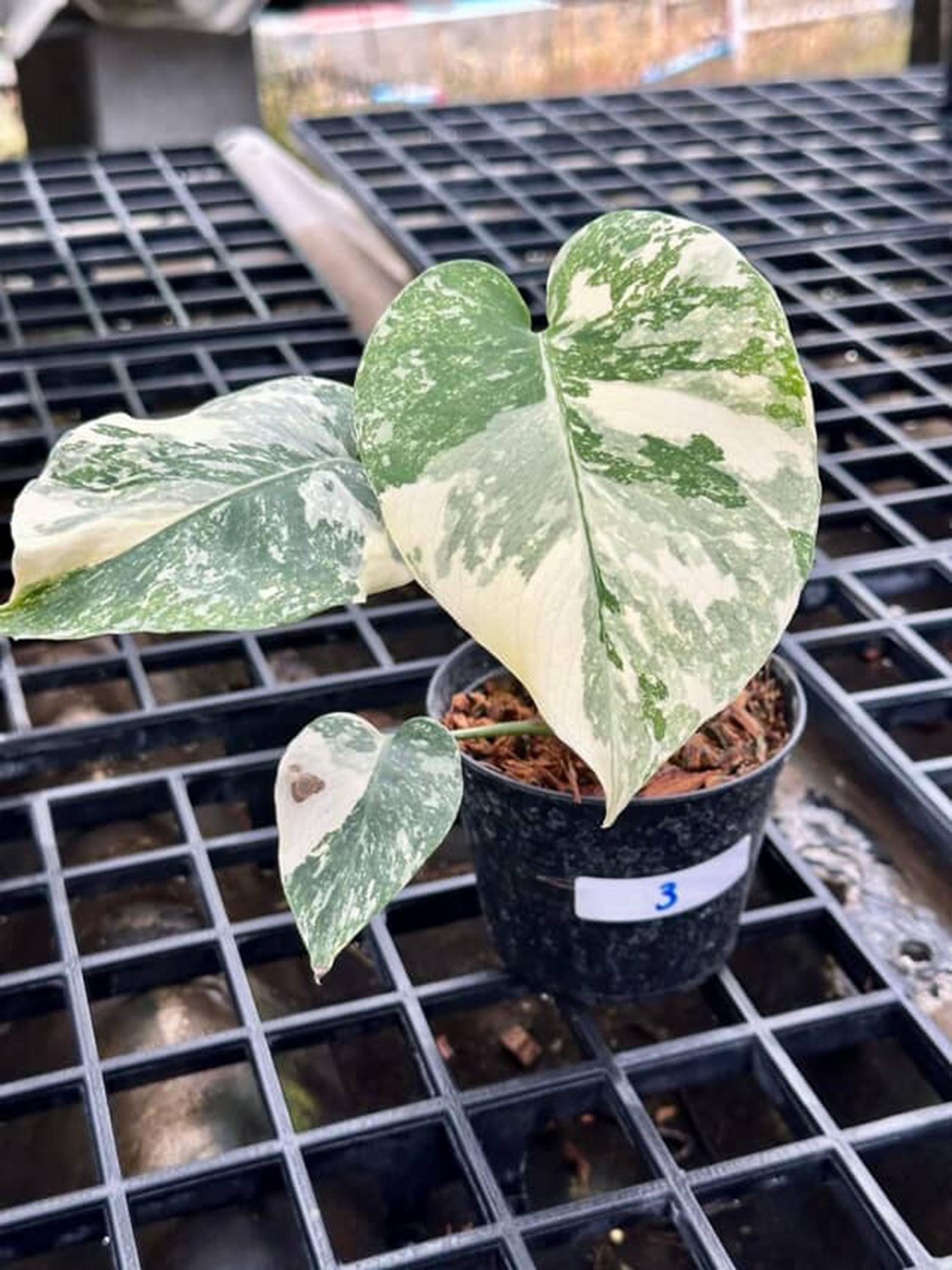 Creme Brulee Monstera Thai Constellation Variegated 4