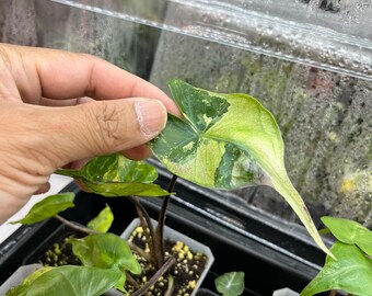 斑入りアロカシア・スティングレイ | 4インチ鉢植え熱帯観葉植物