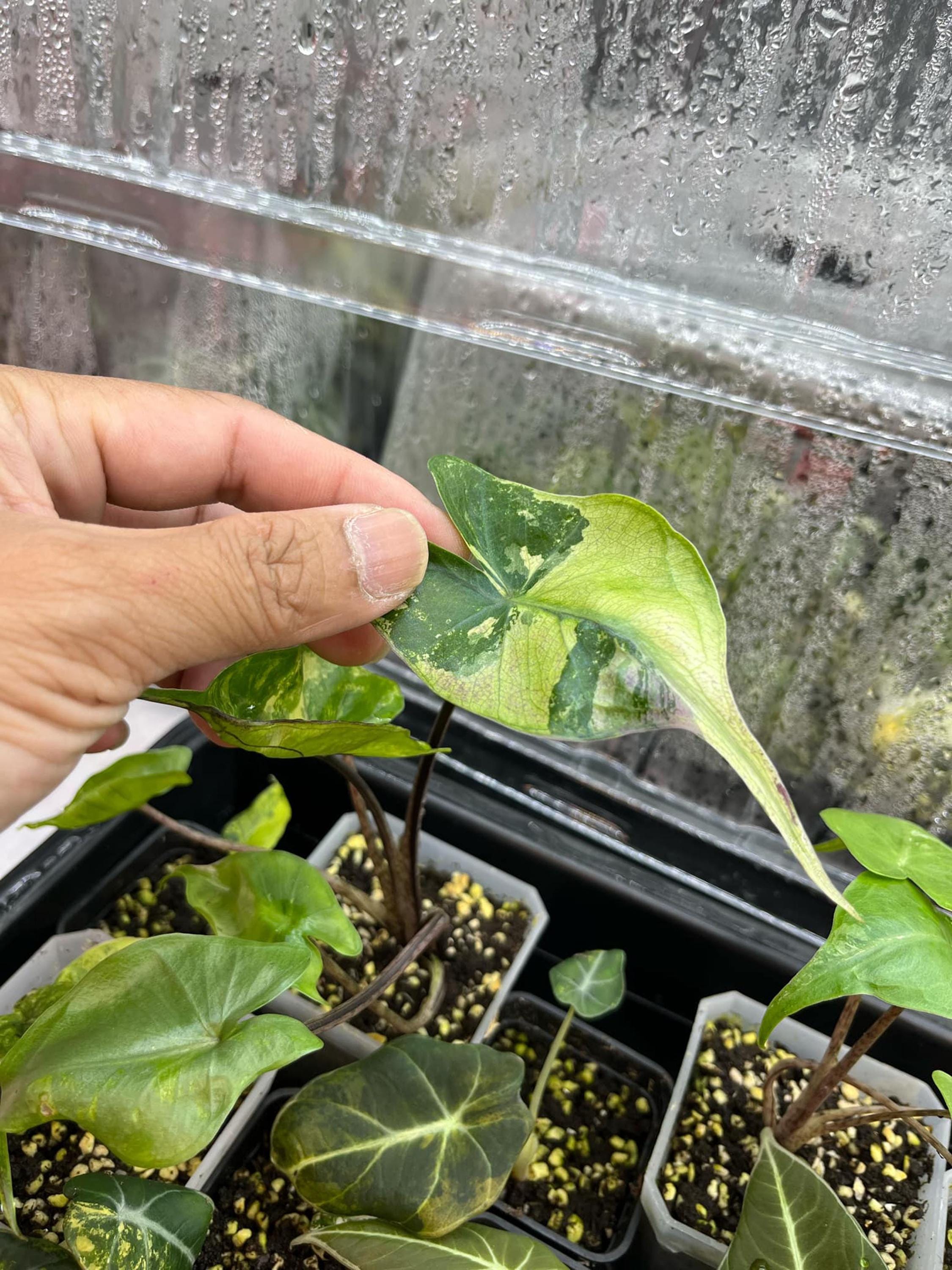 斑入りアロカシア・スティングレイ | 4インチ鉢植え熱帯観葉植物