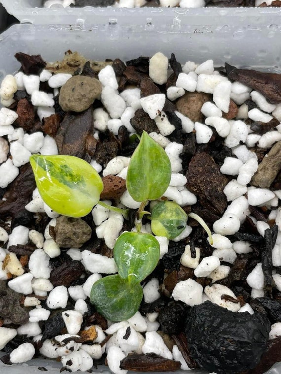 ark plant Prime-Ark Freedom Blackberry