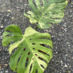 Monstera Deliciosa Ocean Mint Variegated, 2 -3 leaves, Well variegation