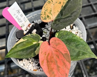 Anthurium aos dark form tezula x rvdp clone cutting Plant | Rare Tropical Foliage