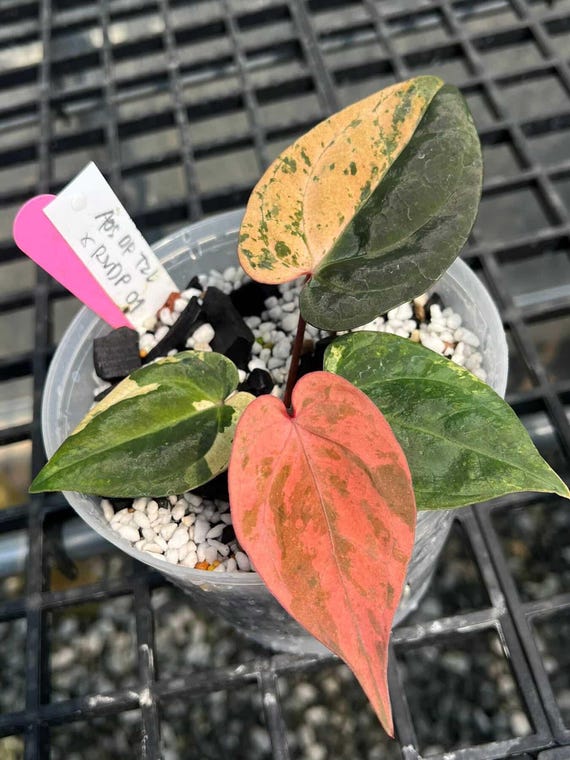 Anthurium Aos Dark Form Tezula X Rvdp Clone Cutting Plant | Rare