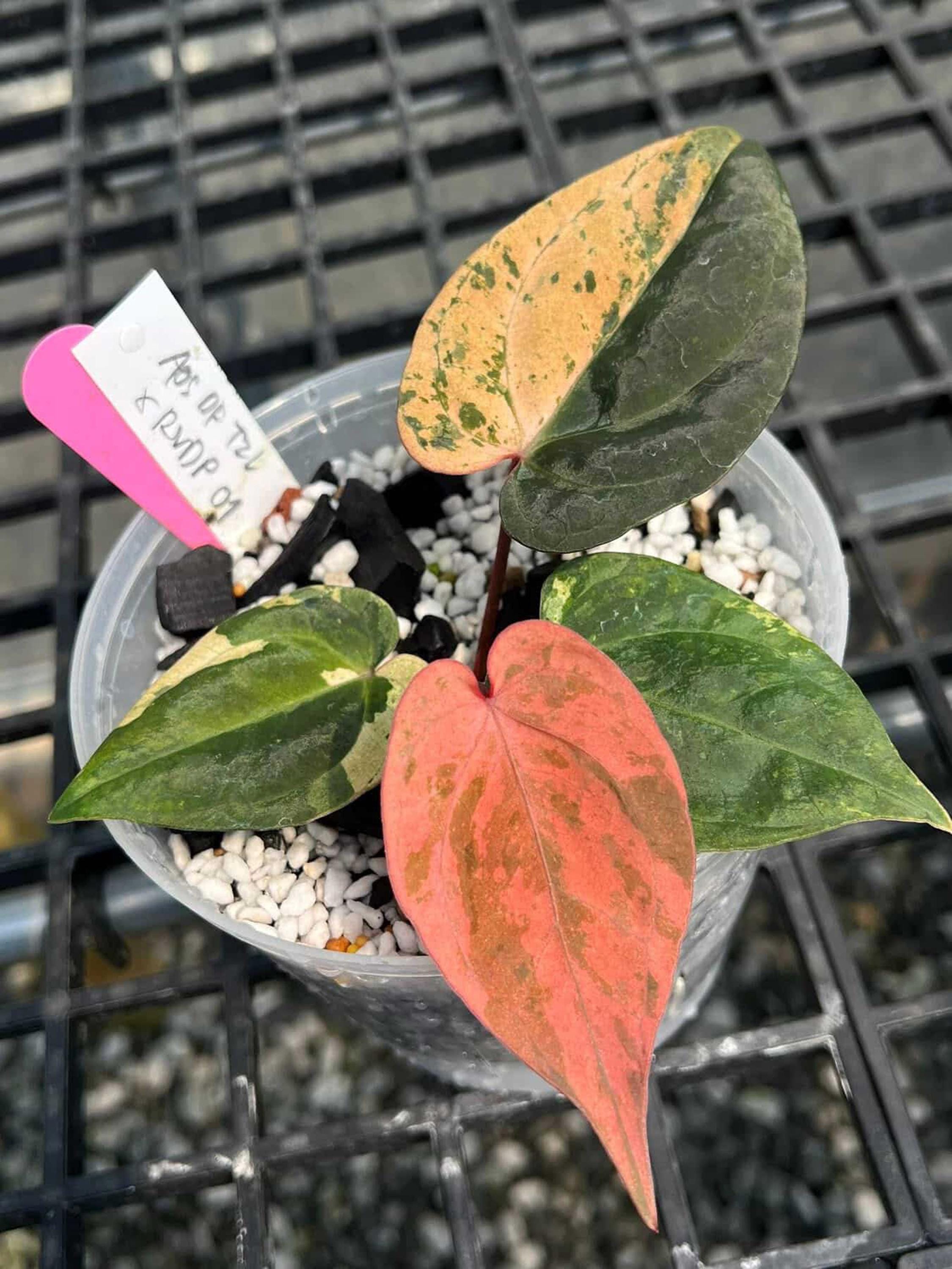 Anthurium Aos Dark Form Tezula X Rvdp Clone Cutting Plant | Rare