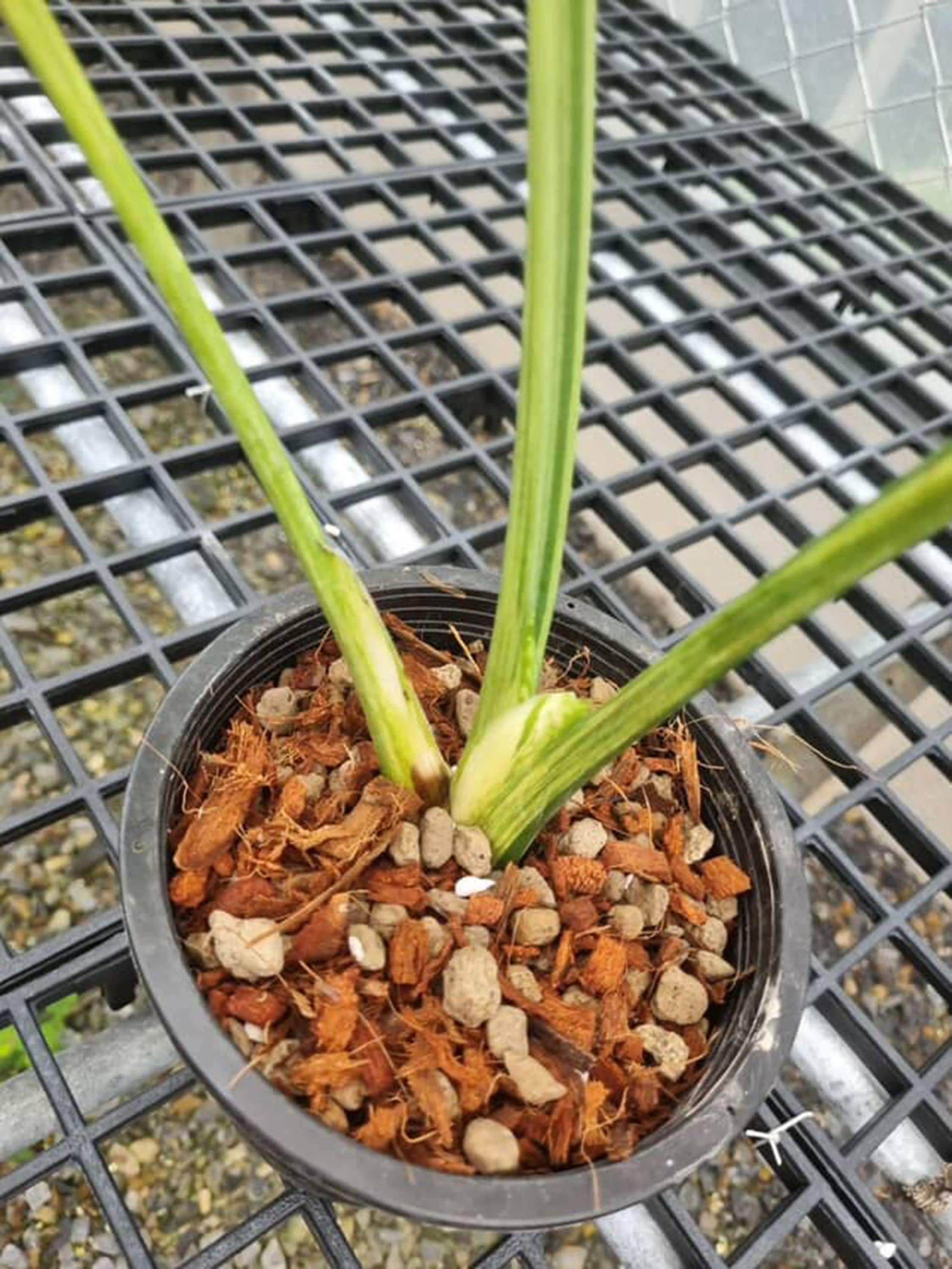 モンステラ・デリシオーサ・ミント・サイアム、葉2～3枚、斑入り