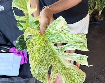 Spider man monstera “amydrium silver” 4” pot (ALL PLANTS require