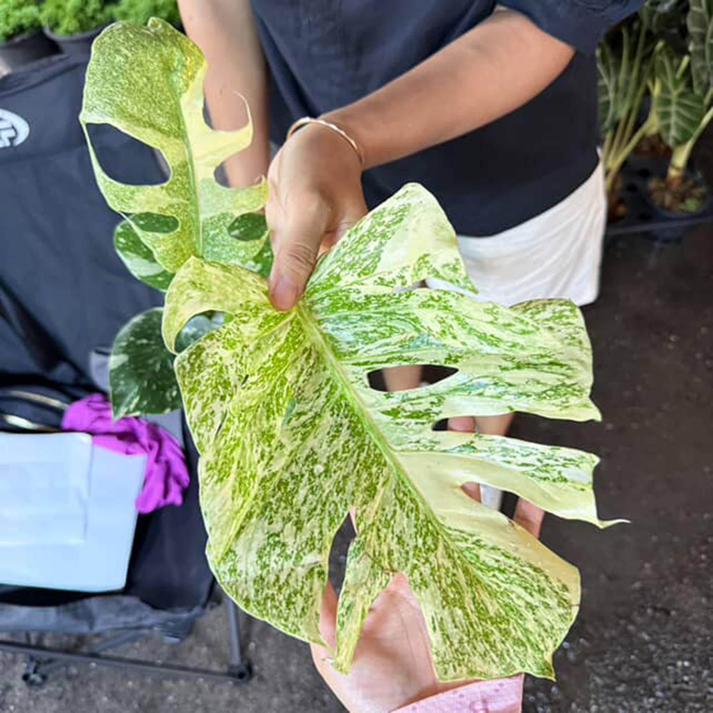 Monstera electro light - Etsy 日本
