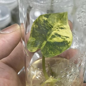 Könnte beinhalten: Nahaufnahme eines kleinen Pflanzenablegers in einem durchsichtigen Glas. Das Blatt ist mit Grün- und Gelbtönen gesprenkelt. Die Pflanze befindet sich in einer klaren Flüssigkeit.