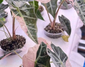 アロカシア　ワトソニアナ　アルボピンク　斑入り Alocasia watsoniana pink variegated - Etsy 日本