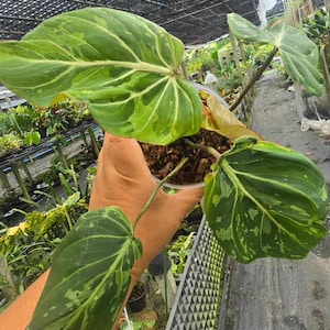 Puede incluir: Primer plano de una planta de Philodendron con hojas grandes, verdes y abigarradas. Las hojas presentan un patrón prominente de vetas verdes claras y blancas. La planta está en una maceta de plástico transparente, con otras plantas al fondo.