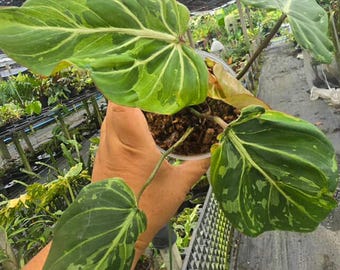 親株 斑入り アンスリウム テロダクティル ジャングルコング フラワー・ガーデニング 親株 斑入り