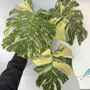 Monstera Thai Constellation Variegated Large Size well variegation Mature Fenestration Split Leaf, Live House plant