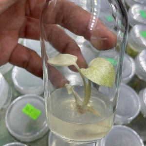Könnte beinhalten: Eine kleine, hellgrüne Pflanze mit weißen Flecken, die in einer durchsichtigen Glasflasche wächst. Die Flasche ist mit einer klaren Flüssigkeit gefüllt und die Pflanze ist in der Flüssigkeit verwurzelt.
