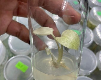 Mint Variegated Monstera Deliciosa – Large Form Tissue Culture