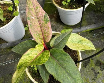 Anthurium Hookeri Pink Variegated 4