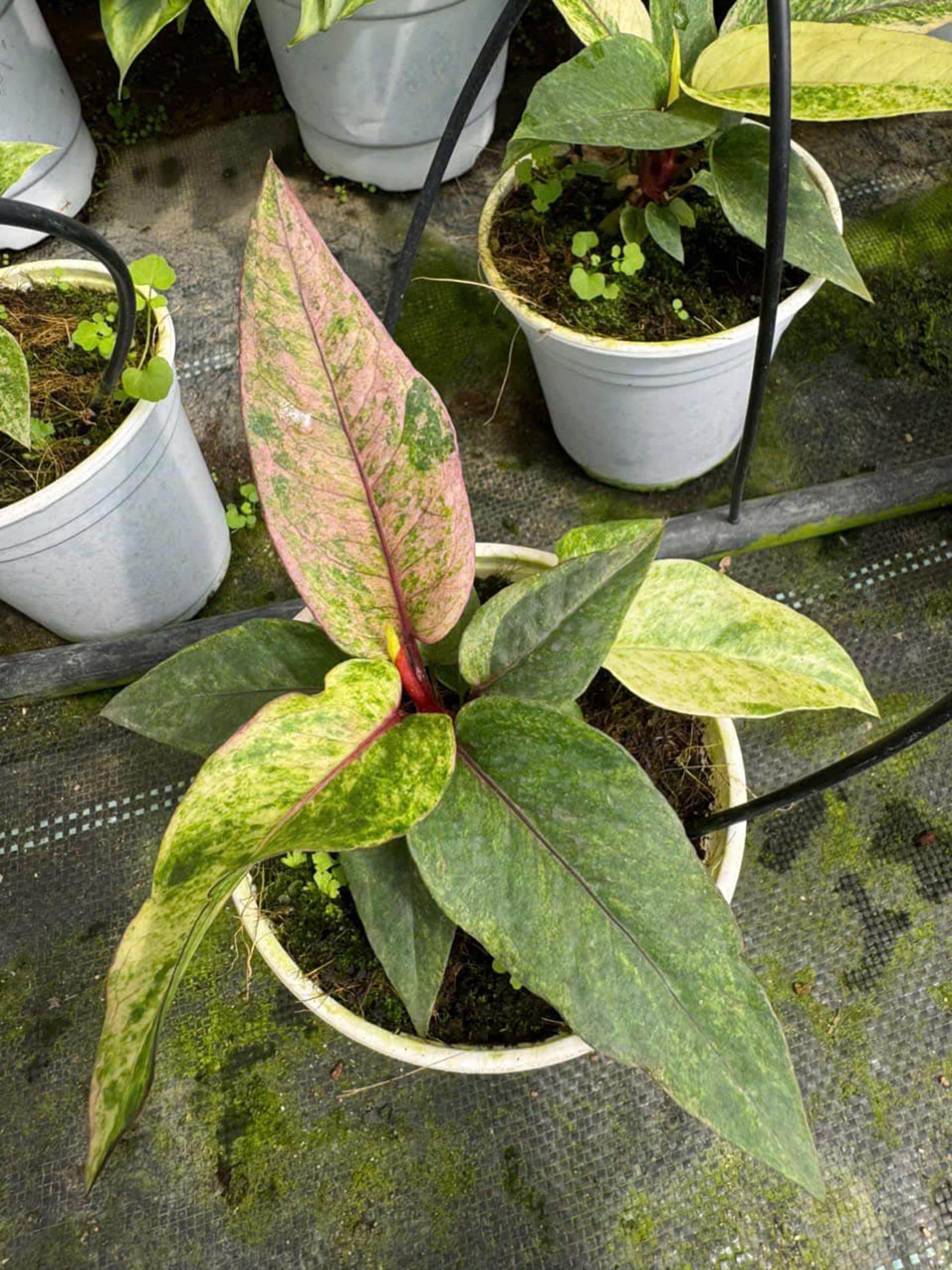 Anthurium Hookeri Pink Variegated 4