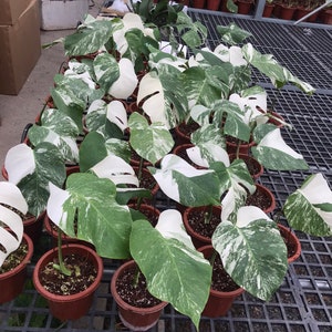 May include: A collection of potted plants with white and green variegated leaves. The plants are arranged in rows on a black metal grid.