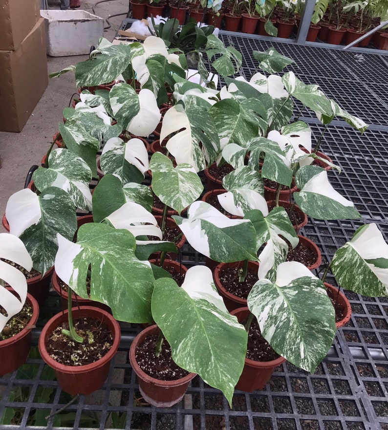 May include: A collection of potted plants with white and green variegated leaves. The plants are arranged in rows on a black metal grid.