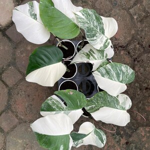 May include: A group of variegated Monstera plants with white and green leaves in small black pots. The plants are arranged in a circular pattern.