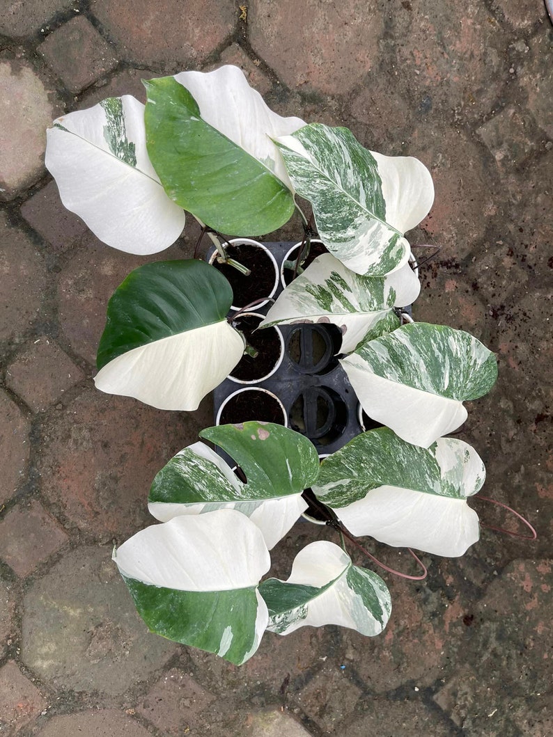 May include: A group of variegated Monstera plants with white and green leaves in small black pots. The plants are arranged in a circular pattern.