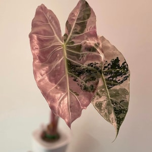 Cultivo de tejidos de Alocasia Pink Dragon variegada: alta variegación, elección del cultivador (1 planta/botella de vidrio, bolsa)