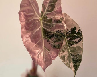 Alocasia Pink Dragon variegated Tissue Culture - High variegation Grower&#39;s choice (1 Plant/Glass Bottle, Bag)