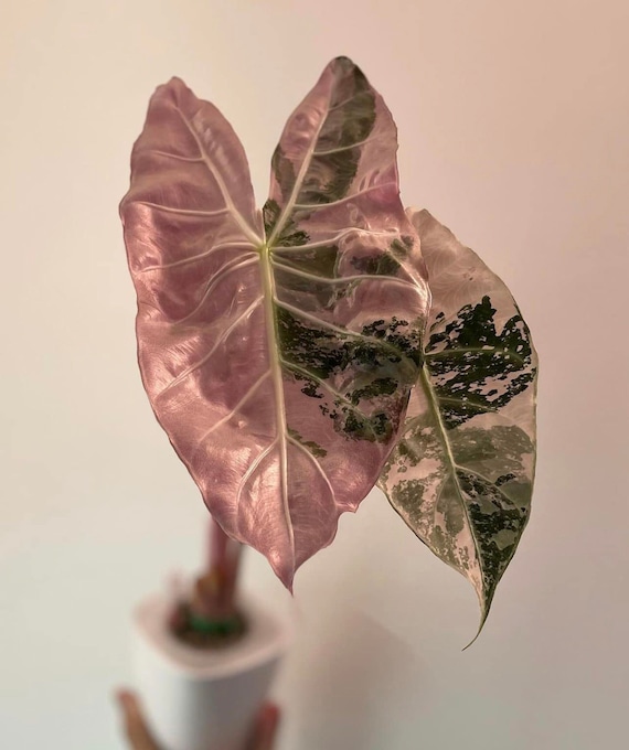 Alocasia Pink Dragon Variegated Tissue Culture - High