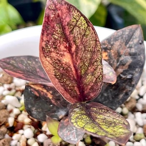 Könnte beinhalten: Nahaufnahme einer Zimmerpflanze mit dunkelgrünen, roten und gelben Blättern. Die Blätter haben ein geflecktes Muster und sind in einer Gruppe angeordnet. Die Pflanze wächst in einem Topf, der mit weißen Kieselsteinen gefüllt ist.