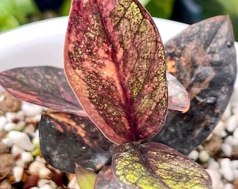 Zamioculcas Zamiifolia Raven Black Pink Orange Variegated, Rare variegated plant