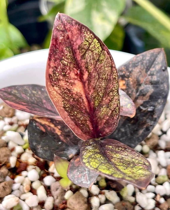 その他観葉植物 zamioculcas zamiifolia raven black pink Zamioculcas Zamiifolia Raven Black Pink Orange Variegated