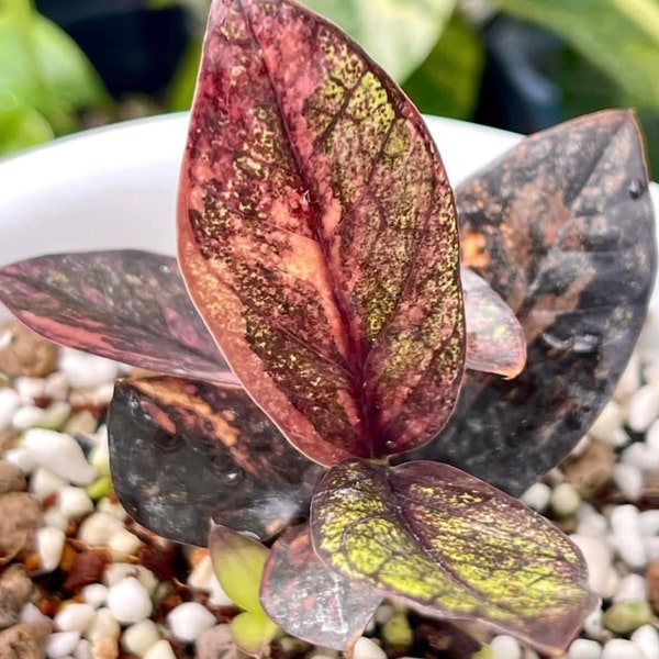 Zamioculcas Zamiifolia Raven Black Pink Orange Variegated, Rare variegated plant
