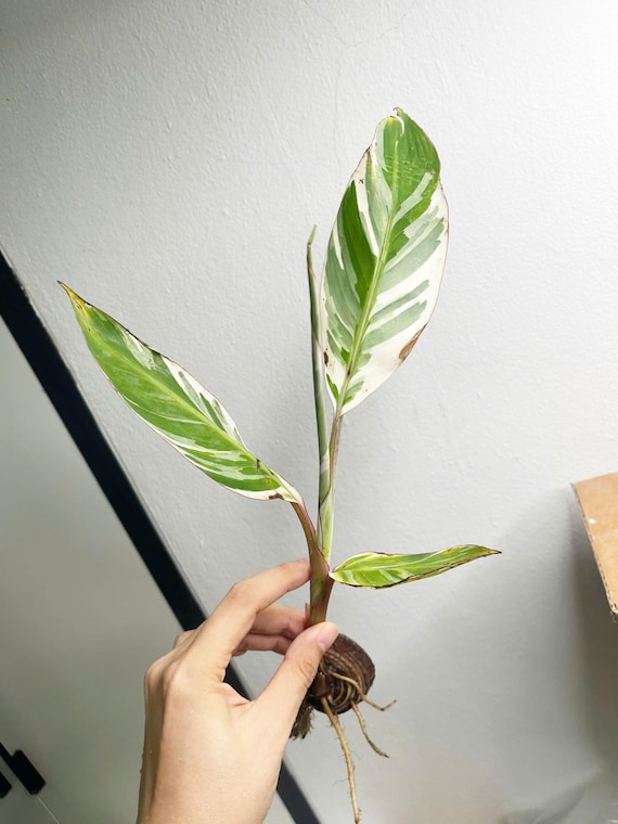 Musa Florida Variegated | Banana Musa Aeae Plant 5
