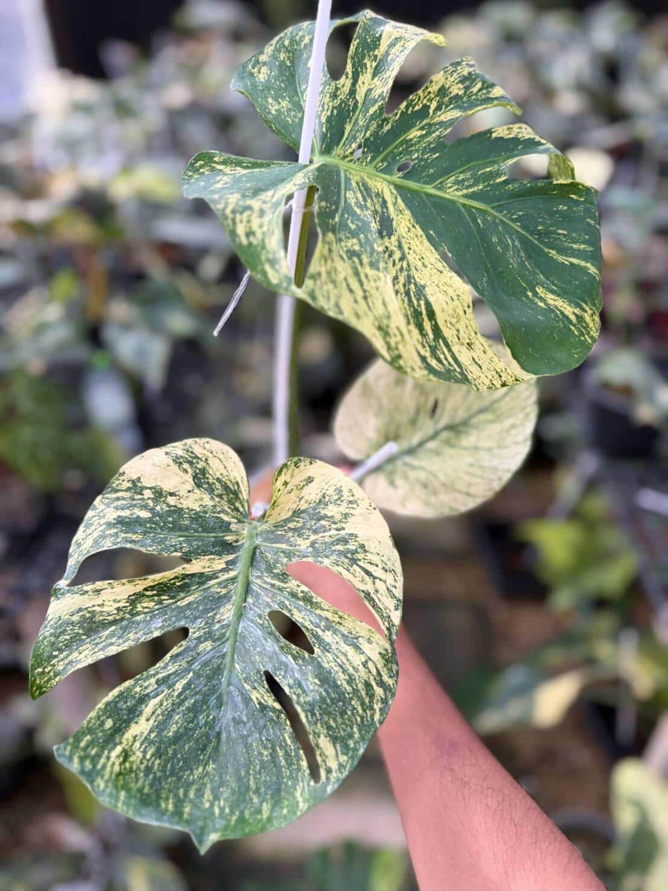 Monstera Deliciosa MINT Siam, 2 -3 Leaves, Well Variegation