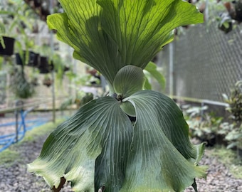 Platycerium Neptune, 6" pot