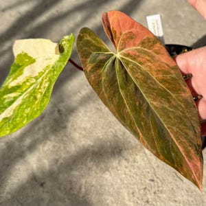 Anthurium fort sherman - Etsy 日本