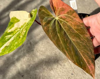 Anthurium Papillilaminum Var. X (fort Sherman X Ralph Lynam) Var